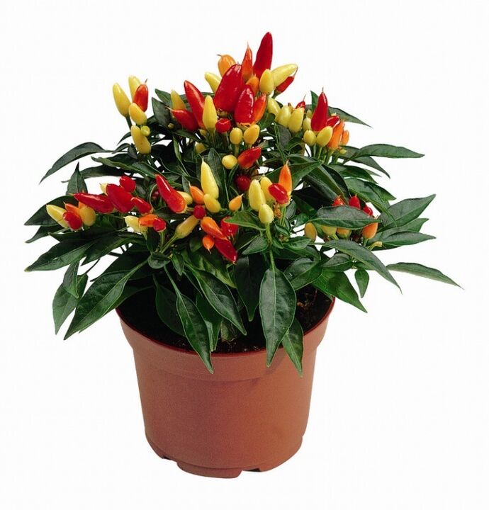 capsicum capsicum in HondroFrost for arthritis